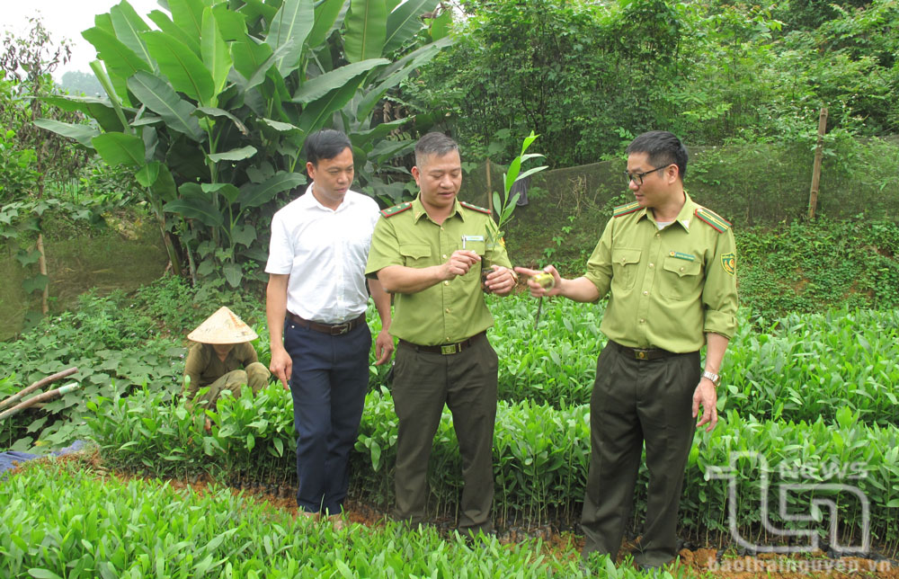 Forest rangers inspecting tree seedlings at a nursery.