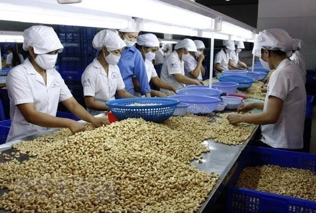 Cashew nut processing for export. (Photo: VNA)