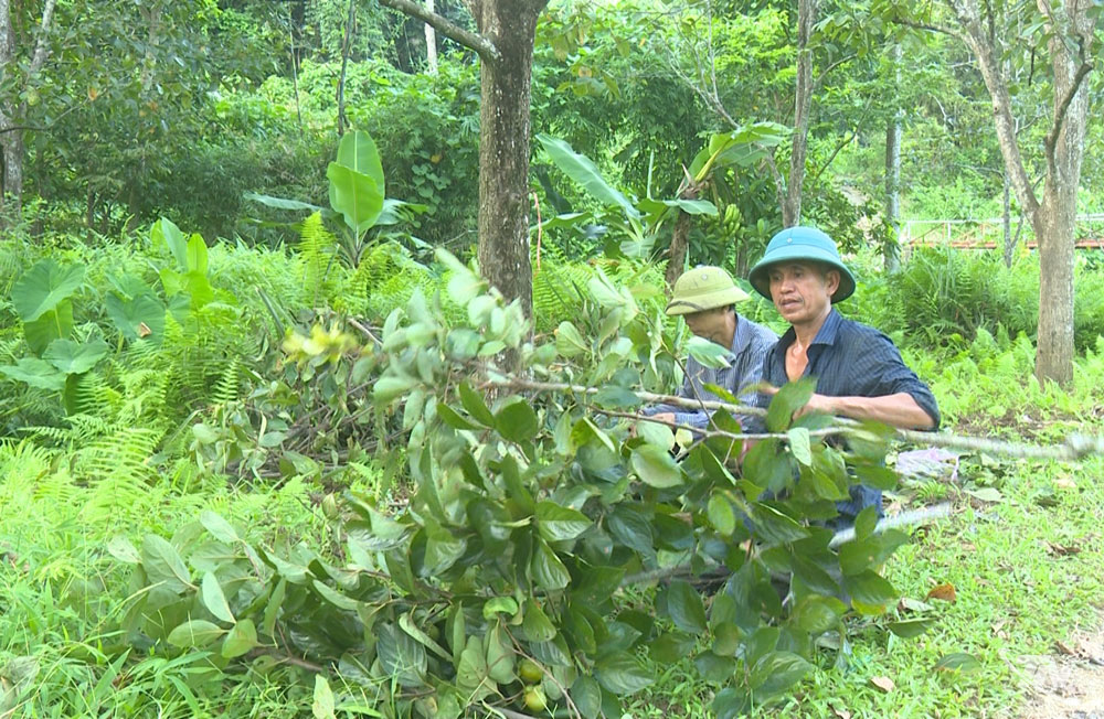 Người dân xã Quảng Bạch tỉa cành cây hồng không hạt.