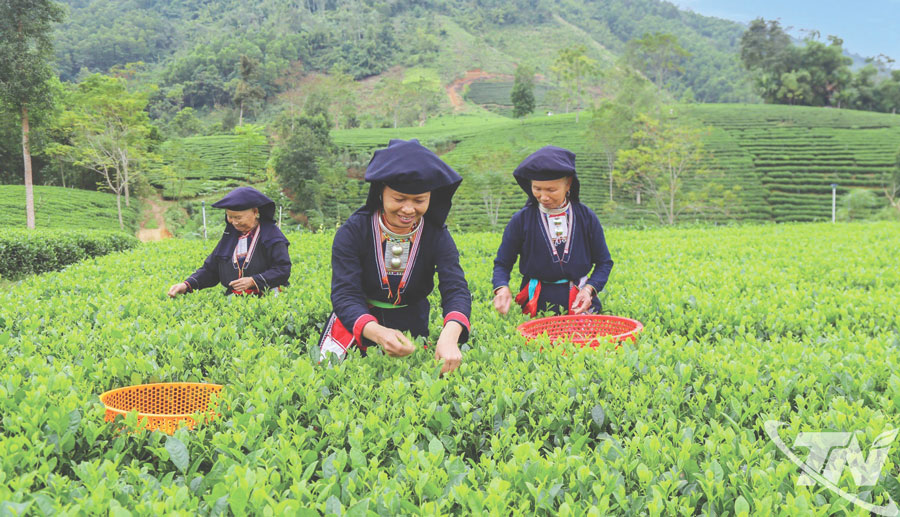 Bà con người Dao thu hái chè.