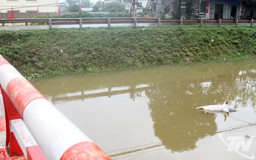 Xác lợn bị vứt xuống sông.