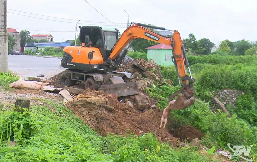 Lợn chết cần được chôn lấp theo quy định.