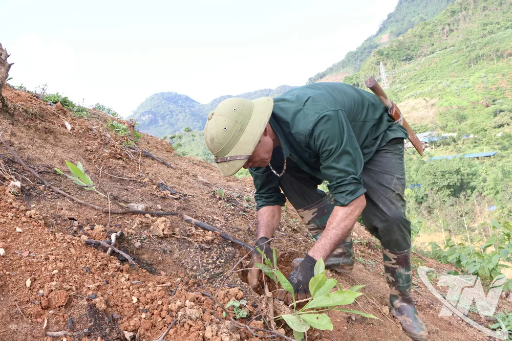 Ông Vũ Ngọc Tứ, thôn Sáu Hai, xã Thanh Thịnh tra dặm lại cây keo lần 2 do trước đó nhiều cây bị chết héo do nắng hạn.