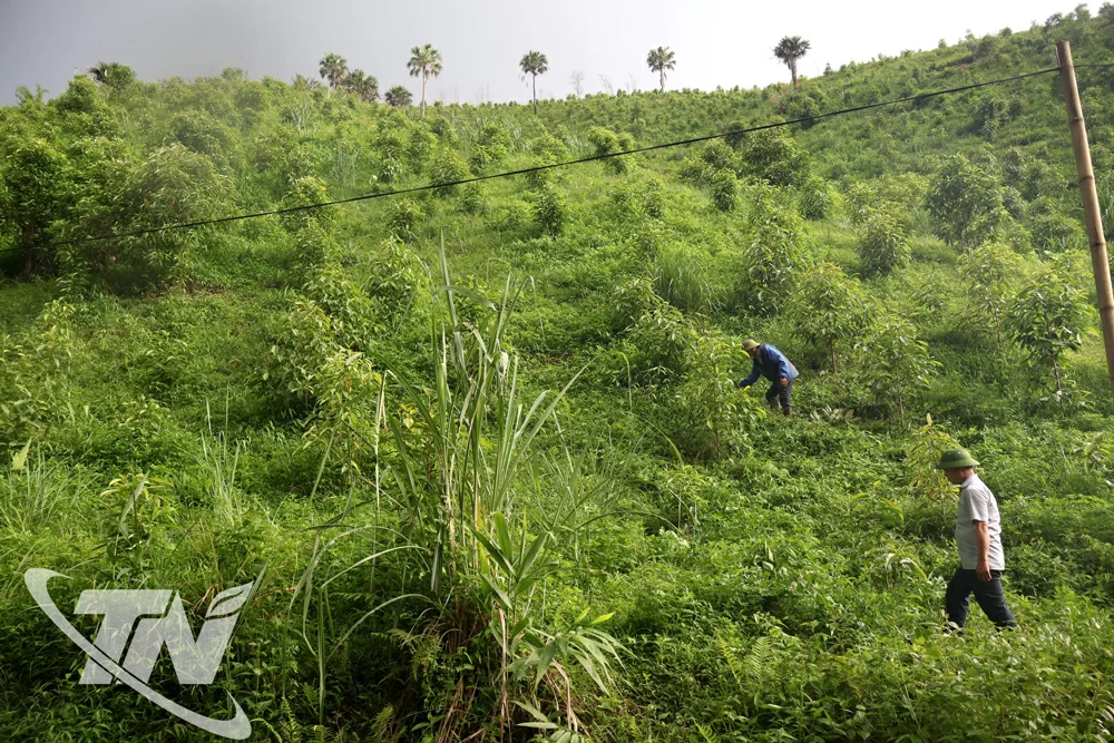 Đồi mỡ năm thứ nhất của Công ty TNHH Một thành viên Lâm nghiệp Bắc Kạn phát triển tốt.