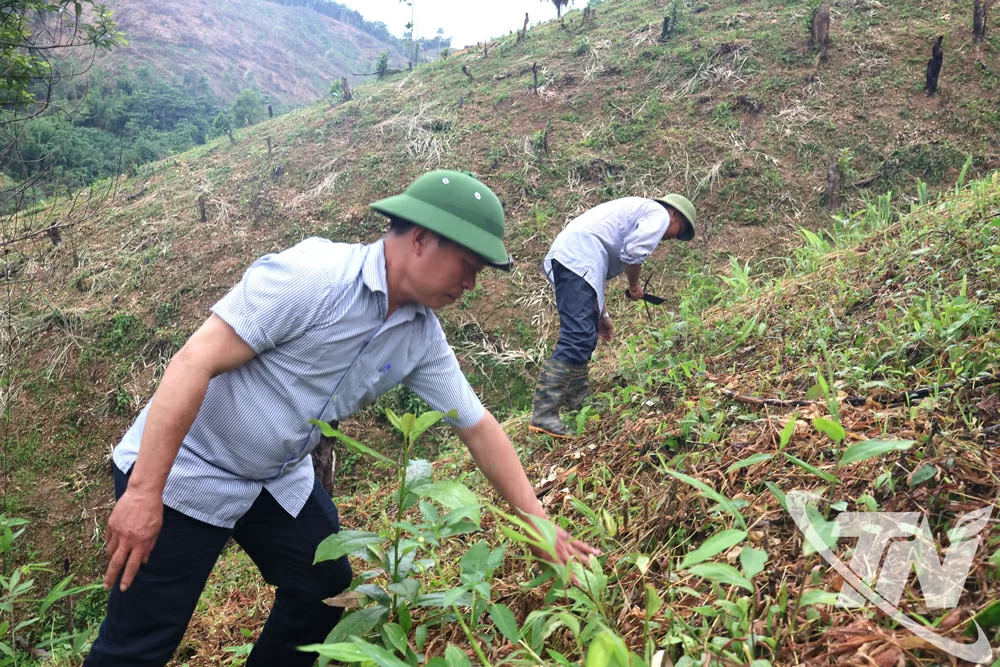 Công nhân kỹ thuật Công ty TNHH Một thành viên Lâm nghiệp Bắc Kạn kiểm tra giống cây mới trồng.