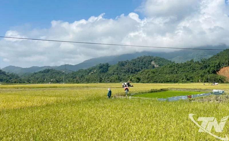 Cánh đồng lúa xuân chín vàng, mẩy thơm ở các xã phía Bắc của tỉnh. 