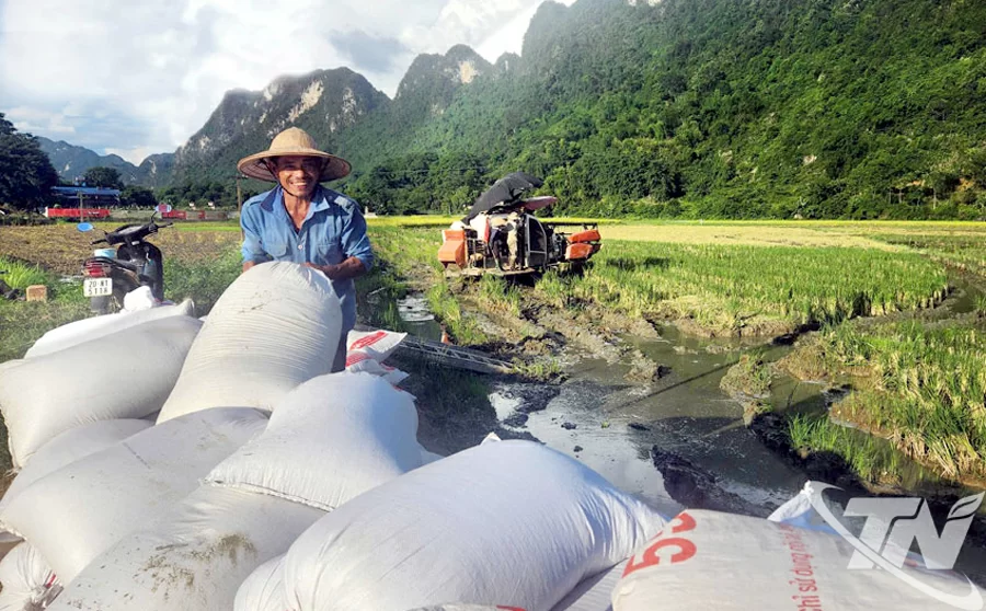 Nông dân xã Định Hóa tranh thủ thời tiết thuận lợi thu hoach lúa xuân. Ảnh: Trần Nguyên.