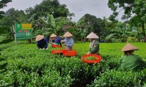 TP. Thái Nguyên: Đề nghị chuyển gần 60ha đất sang trồng chè