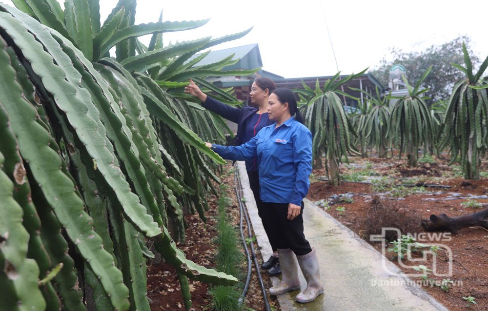Nhờ sự hỗ trợ của Hội LHPN huyện Đồng Hỷ, gia đình chị Vi Thị Vân ở xóm Cao Phong, xã Hợp Tiến, xây dựng được vườn trồng thanh long ruột đỏ trên diện tích 8.000m2.