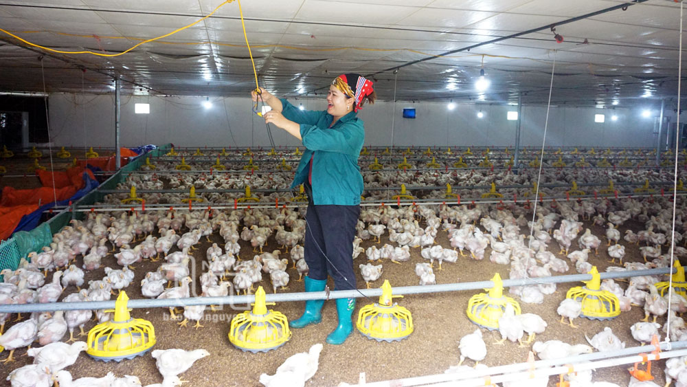 Chị Hà Thị Luyến, ở Tổ dân phố Văn Hữu, thị trấn Hóa Thượng (Đồng Hỷ) chăm sóc đàn gà của gia đình.