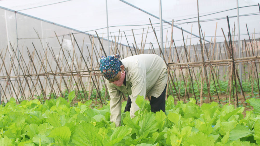 TP. Sông Công phấn đấu đến năm 2025, diện tích trồng rau màu các vụ đạt 1.200ha, sản lượng đạt gần 23.000 tấn.