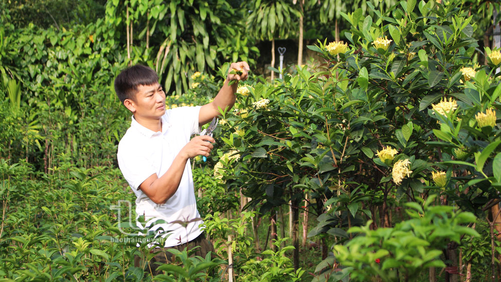 Có thêm nguồn vốn vay tín dụng chính sách, gia đình anh Nguyễn Văn Thành, ở xóm Cương Lăng, xã Thịnh Đức đã mở rộng thêm quy mô chăn nuôi, trồng trọt.