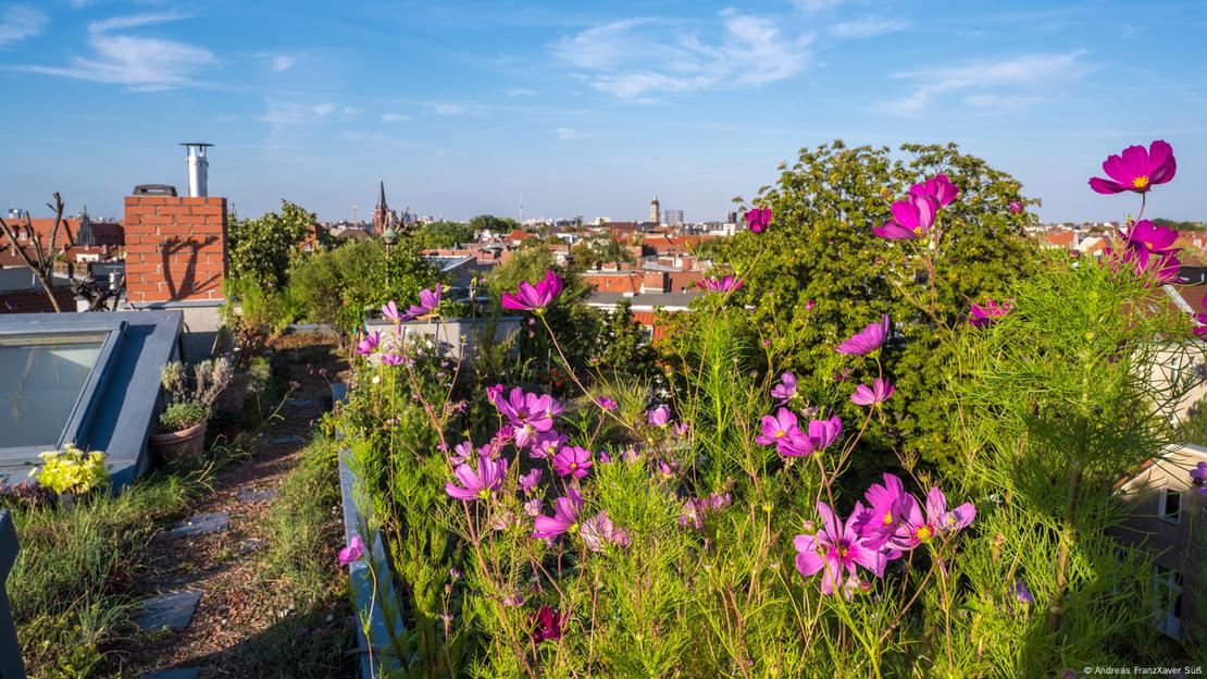 Cơ quan nước mưa của Berlin đã tư vấn các nhà hoạch định đô thị về thiết kế mái nhà xanh. Ảnh: DW 