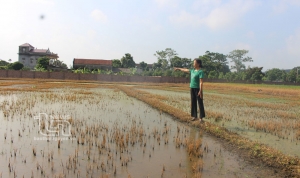 Phổ Yên: Hơn 4.000m2 lúa, hoa màu nghi bị “hạ độc”