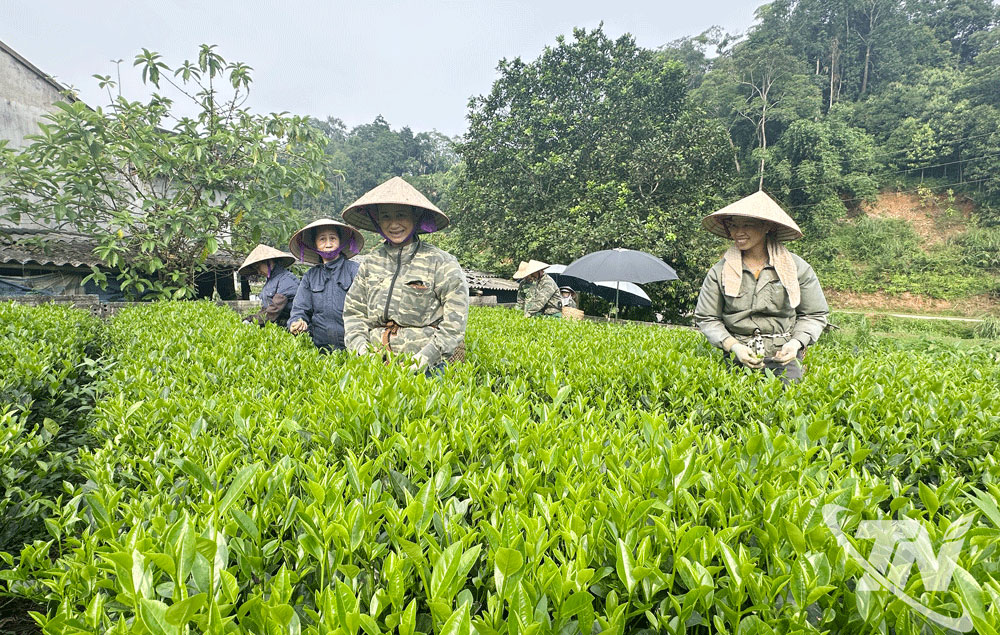 Cây chè là một trong những tiềm năng thế mạnh, định hướng phát triển của xã Bình Yên.