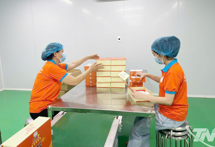 Công nhân của Công ty CP Công nghệ dược liệu Bắc Hà đóng gói sản phẩm.