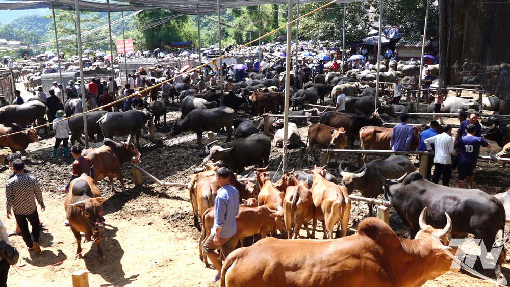 Chợ trâu, bò Nghiên Loan ngày càng thu hút nhiều tiểu thương, khách hàng đến đây giao dịch, trao đổi, mua bán, thúc đẩy phát triển ngành nghề dịch vụ.