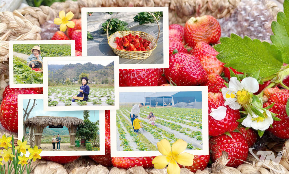 Du khách tham quan, hái dâu tây trải nghiệm tại Hợp tác xã Thương mại và Dịch vụ Toàn Dân (xã Nam Cường).