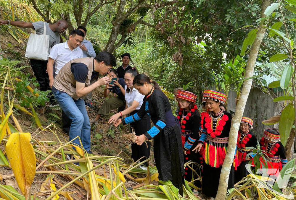 HTX Tân Thành ứng dụng hệ thống GIS để quản lý thông tin vùng trồng, liên kết vùng trồng nghệ nếp.
