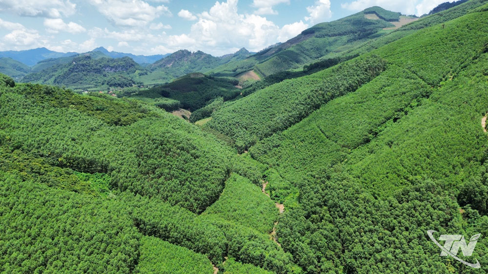 Diện tích rừng trồng trên địa bàn tỉnh được cấp chứng chỉ rừng FSC ngày càng tăng.