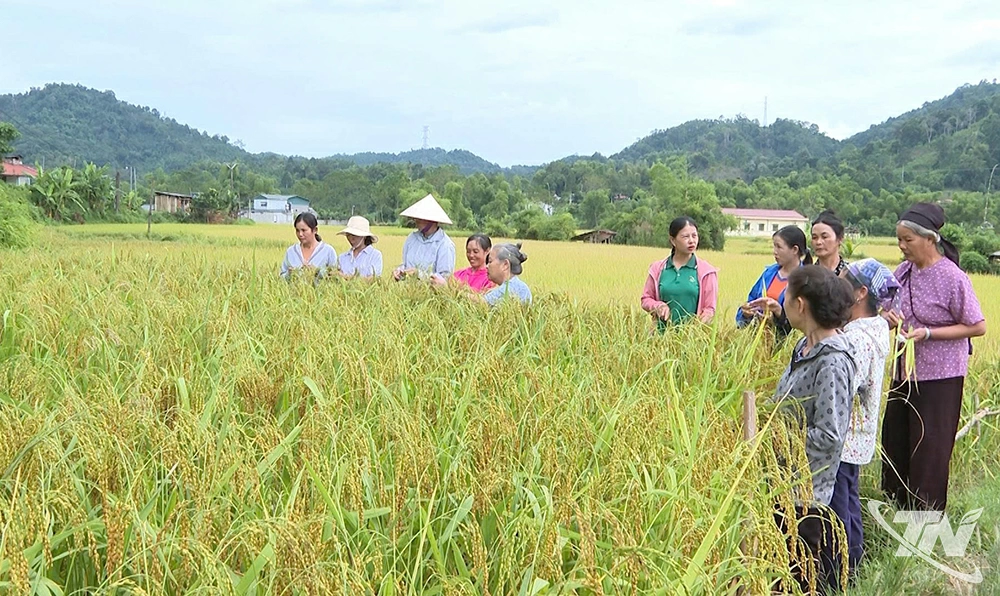 Người dân xã Phủ Thông tích cực đưa các giống lúa chất lượng cao vào sản xuất, giúp nâng cao chất lượng và giá trị hàng hóa.