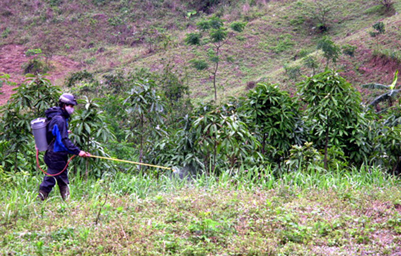 Phun thuốc diệt cỏ, lợi trước mắt nhưng gây hại lâu dài.