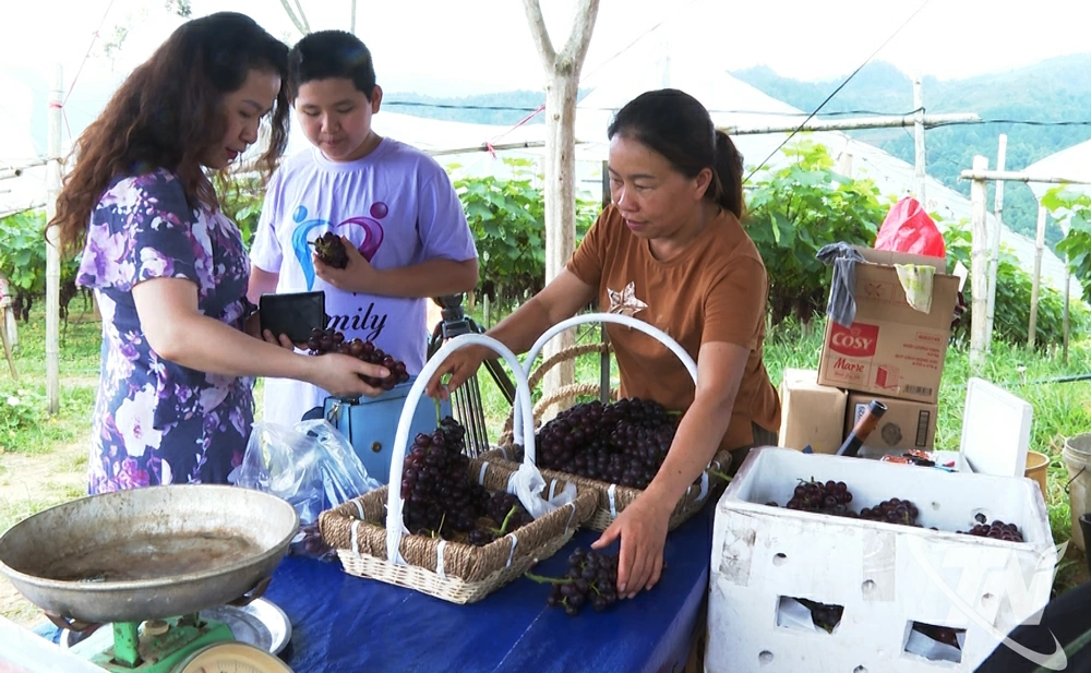 Chị Triệu Thị Nga (bên phải), xã Thượng Quan đã xây dựng thành công mô hình trồng nho không hạt kết hợp du lịch trải nghiệm thu hút nhiều du khách đến tham quan.