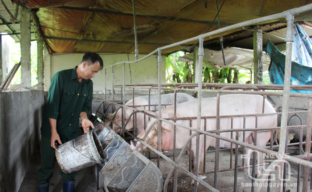 Ông Nguyễn Văn Luyến ở phường Phố Cò sử dụng nguồn nguyên liệu như cám, ngô, đậu tương, bã cá khô… nghiền nhỏ rồi ủ với men vi sinh làm thức ăn cho lợn.