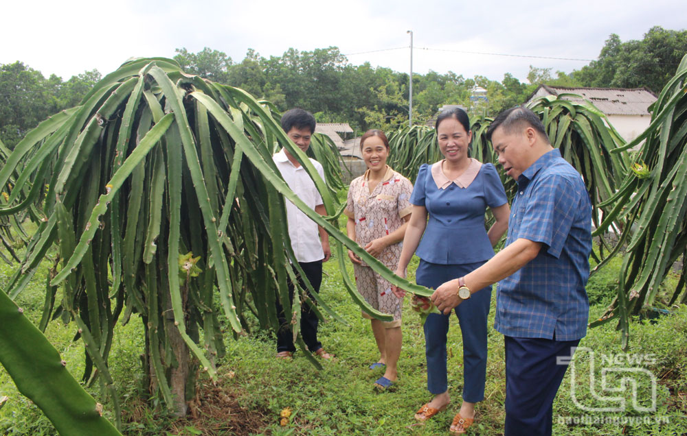 Cán bộ Hội Nông dân huyện Đại Từ thăm mô hình trồng thanh long ruột đỏ tại xã Cát Nê.