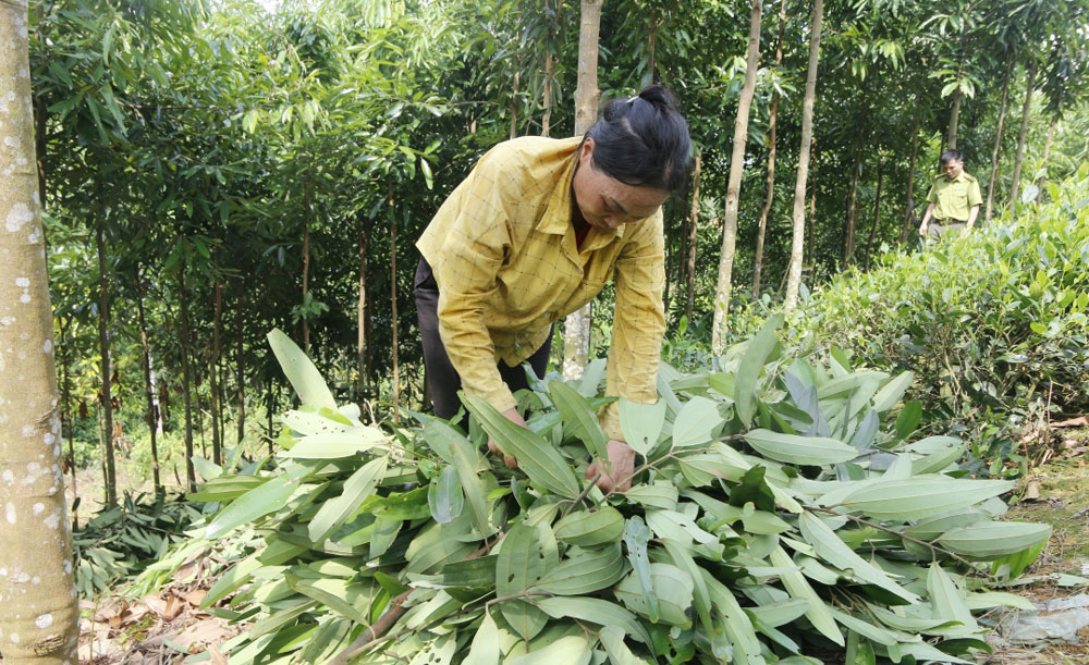 Người dân xã Trung Lương thu hoạch tỉa cây quế.