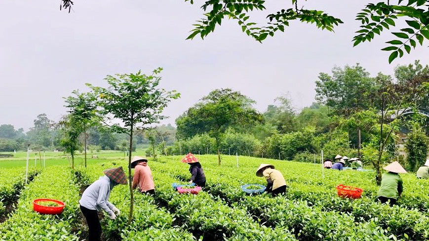 太原市的水述茶叶合作社的8 公顷已设立种植区代码.