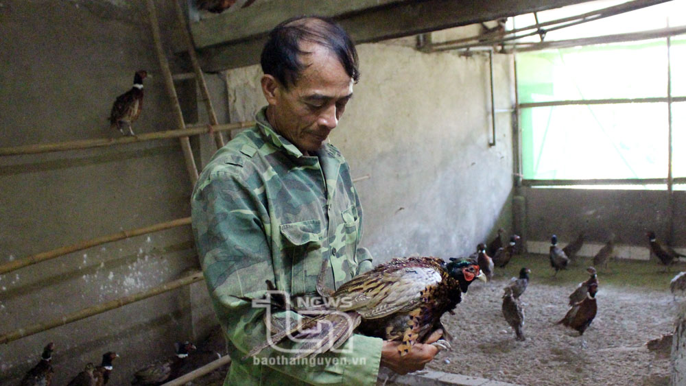 Được sự hỗ trợ của Trung tâm Dịch vụ nông nghiệp huyện, ông Chu Quốc Hưng, xóm Hoa 1, xã Phấn Mễ đang nuôi thử nghiệm khoảng 200 con chim trĩ thương phẩm.