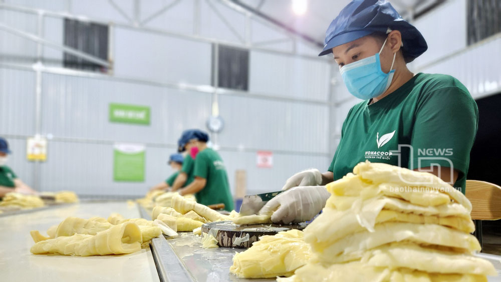100% lao động làm việc tại HTX chế biến nông sản Võ Nhai đều là người dân tộc Tày, Dao tại địa phương