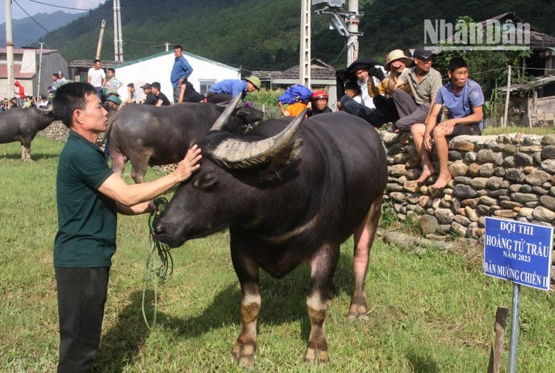 Một thí sinh trâu có vóc dáng to, khỏe, da bóng mượt được người dân bản Mường Chiến 2 lựa chọn để tham gia cuộc thi hoàng tử trâu.