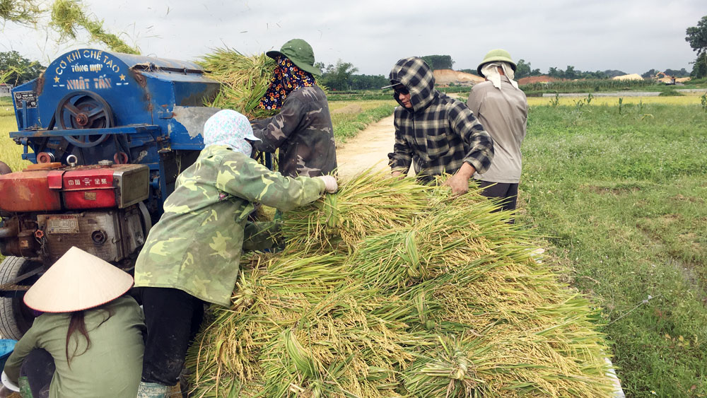Nông dân Thái Nguyên đã chủ động đưa các giống lúa thuần chất lượng cao, trong đó có giống lúa J02 vào gieo cấy nhằm năng cao năng suất, chất lượng và hiệu quả cây trồng.