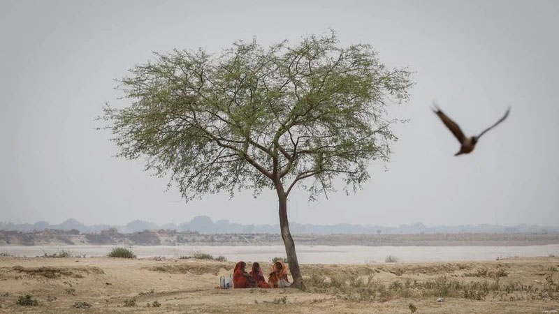 Những người phụ nữ nghỉ ngơi dưới gốc cây trong một ngày hè nóng nực ở quận Ballia, phía bắc bang Uttar Pradesh, Ấn Độ, ngày 21/6/2023. Ảnh: Reuters