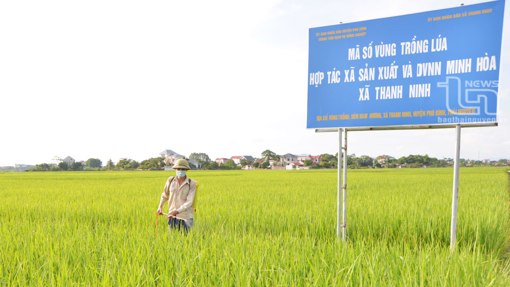 Xã Thanh Ninh đã xây dựng được cánh đồng một giống tập trung, sản xuất theo tiêu chuẩn VietGAP và được cấp mã số vùng trồng.