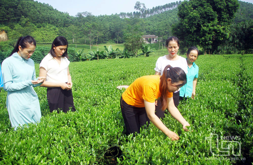 Người dân xóm Hòa Khê 1 (xã Văn Hán, Đồng Hỷ) tham gia thực hành sản xuất chè theo hướng hữu cơ.