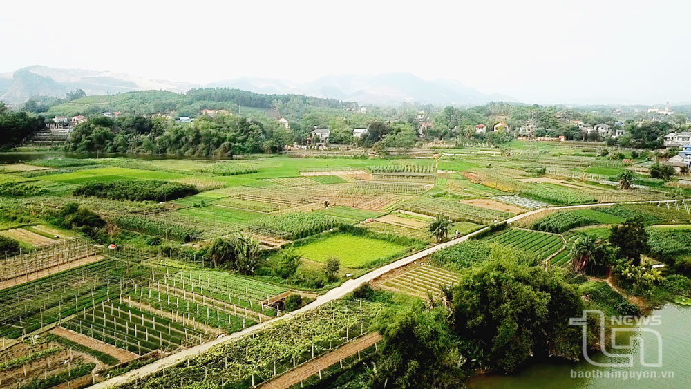 Vùng trồng rau màu trên đất soi bãi ven sông Cầu của người dân xã Linh Sơn (TP. Thái Nguyên). Ảnh: Mạnh Hùng