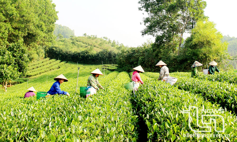 Người dân xóm Na Long, xã Hóa Trung (Đồng Hỷ) thu hái chè trên diện tích đã đạt tiêu chuẩn VietGAP.