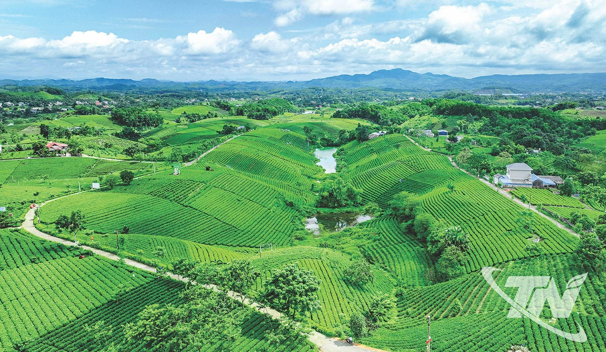 Đồi chè Cầu đá. Ảnh: Âu Ninh