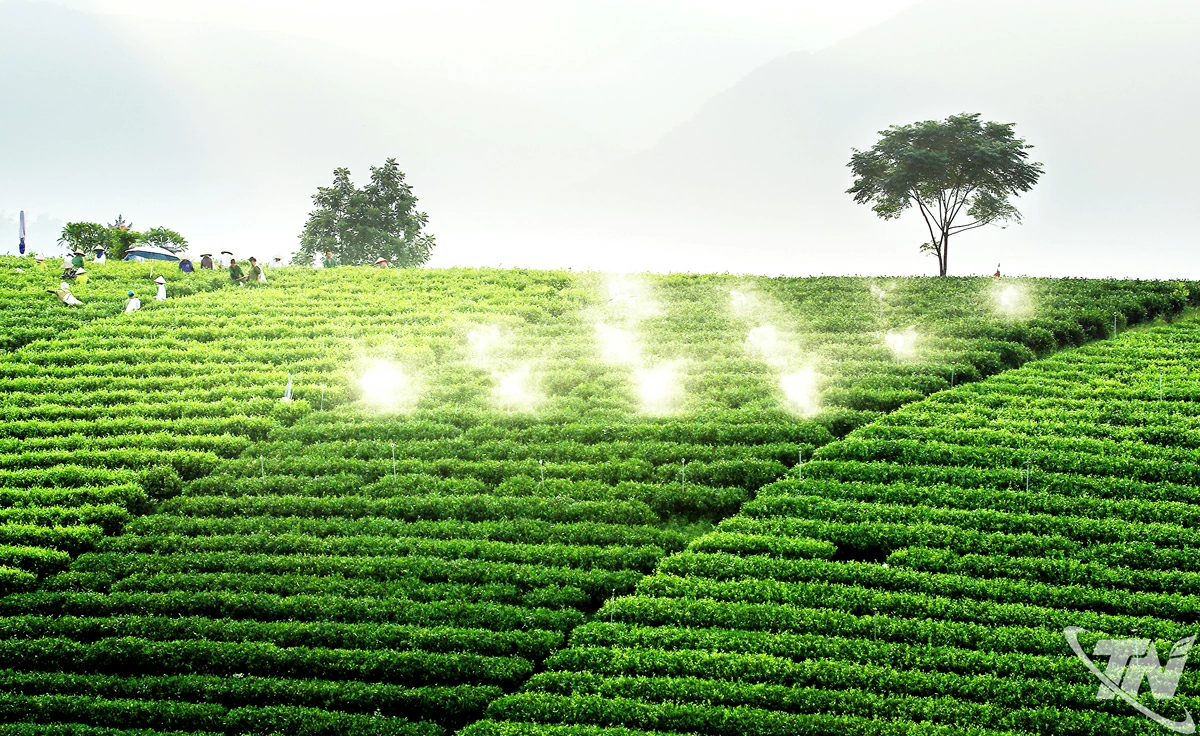 Vùng chè nguyên liệu ở xã La Bằng.