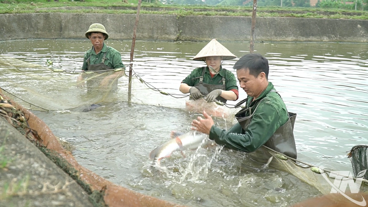 Sản lượng thủy sản thu hoạch toàn tỉnh tháng 8/2025 ước đạt 1.930 tấn