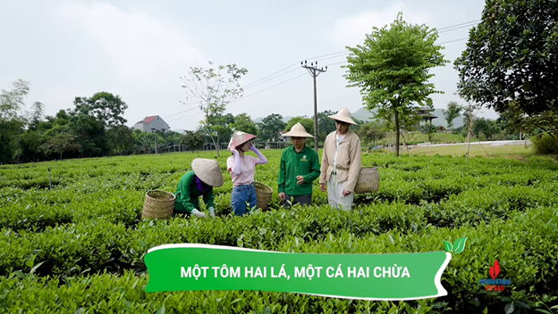 Cách hái lá trà chuẩn