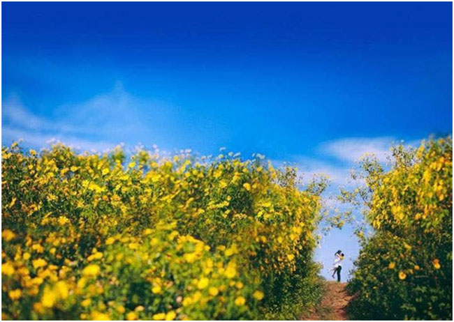 Mùa hoa dã quỳ ngập sắc vàng trên Đà Lạt.