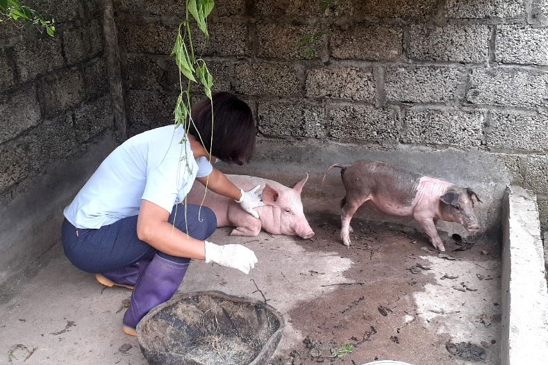 Cán bộ thú y tiêm phòng vắc-xin cho đàn lợn tại xã Quyết Thắng (TP. Thái Nguyên). Ảnh: T.L
