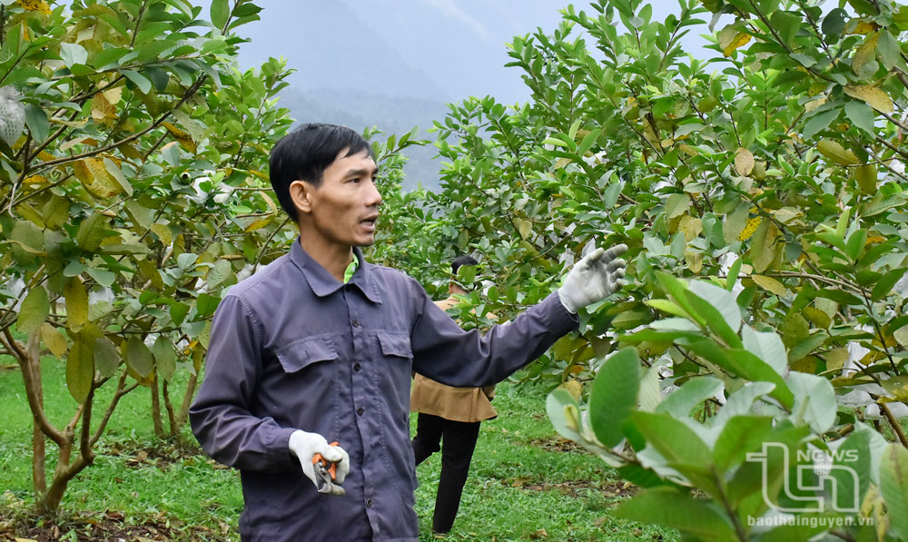 Mô hình trồng cây ăn quả của gia đình anh Nguyễn Thanh Tùng, tổ dân phố Tân Lập, thị trấn Quân Chu (Đại Từ).