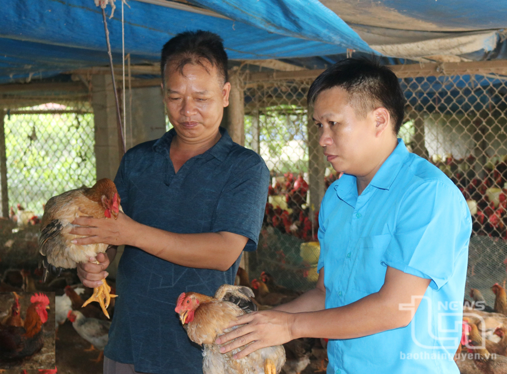 Từ mô hình chăn nuôi trang trại, gia đình ông Vũ Văn Quang (người bên trái), xóm Bờ Suối, xã Nam Hòa (Đồng Hỷ), đạt thu nhập gần 1 tỷ đồng/năm.