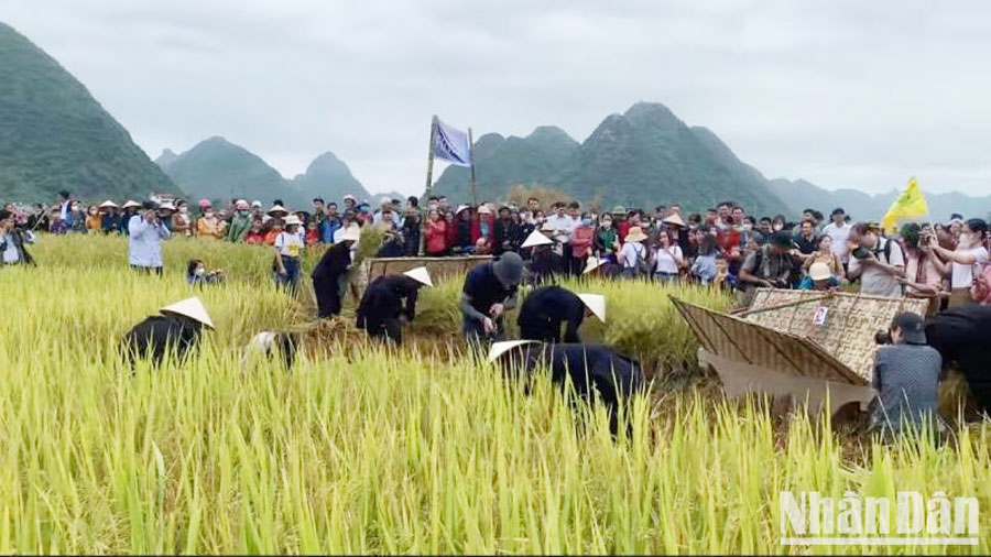Du khách tham gia trải nghiệm gặt lúa trên các cánh đồng Bắc Sơn, (Lạng Sơn).