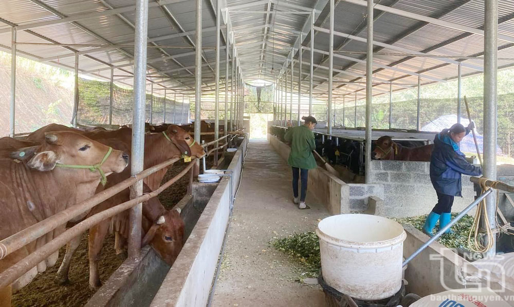 Các thành viên HTX bò Mông số 11 (xã Văn Lăng, Đồng Hỷ) chăm sóc đàn bò.